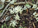 Ramariopsis kunzei image