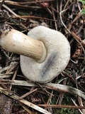 Tylopilus sordidus image