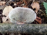 Daedaleopsis confragosa image