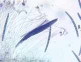 Geoglossum difforme image
