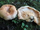 Lactarius psammicola image