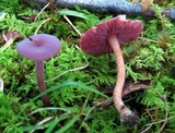 Laccaria amethystina image