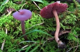 Laccaria amethystina image