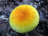 Russula ochroleucoides image