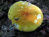 Russula ochroleucoides image