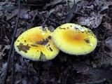 Russula ochroleucoides image