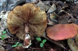 Callistosporium purpureomarginatum image