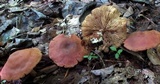 Callistosporium purpureomarginatum image
