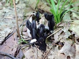 Trichoglossum farlowii image