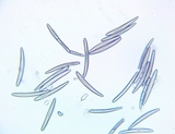 Trichoglossum farlowii image
