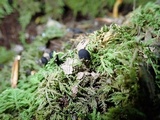 Trichoglossum hirsutum image