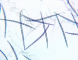 Trichoglossum hirsutum image