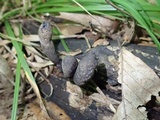 Xylaria longipes image