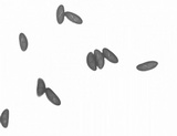 Xylaria longipes image