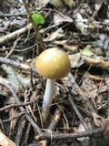 Amanita sinicoflava image