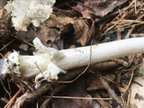 Amanita sinicoflava image