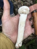 Hypomyces hyalinus image