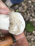 Hypomyces hyalinus image