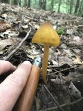 Entoloma luteum image