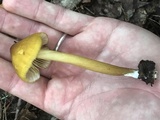 Entoloma luteum image