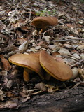Boletus subtomentosus image