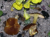 Pluteus romellii image