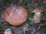 Suillus caerulescens image