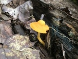 Humidicutis marginata image