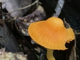 Humidicutis marginata image