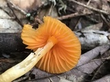 Humidicutis marginata image