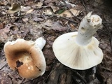 Russula compacta image