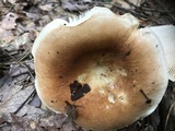 Russula compacta image