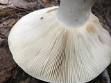 Russula compacta image