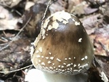 Amanita brunnescens image