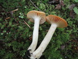 Hygrocybe pratensis image