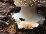 Amanita brunnescens image