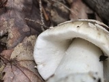 Amanita brunnescens image