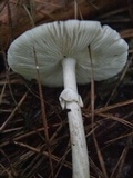 Amanita solaniolens image