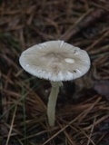 Amanita solaniolens image