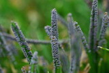 Physarum cinereum image