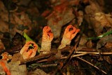 Pseudocolus fusiformis image