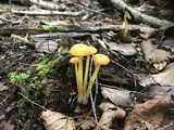 Entoloma unicolor image