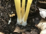 Entoloma unicolor image