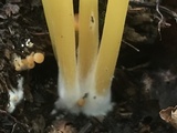 Entoloma unicolor image