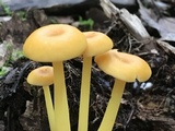 Entoloma unicolor image