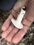 Clitopilus prunulus image