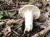 Clitopilus prunulus image
