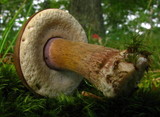 Tylopilus plumbeoviolaceus image