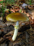 Amanita flavorubens image
