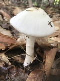 Amanita aestivalis image